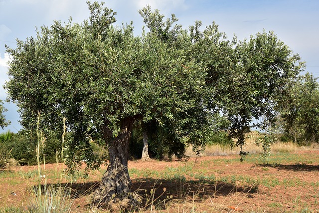 olivo en el campo